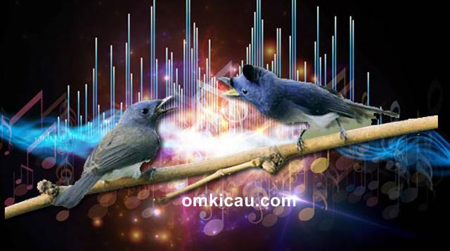 Audio terapi dengan kombinasi suara burung