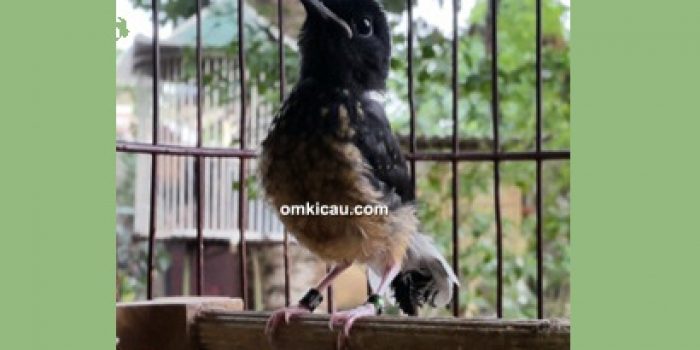 pemasteran burung murai batu anakan