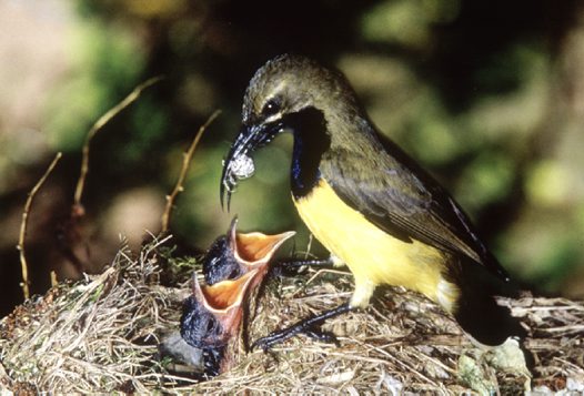 Burung liar memberi makan anak-anaknya dengan laba-laba