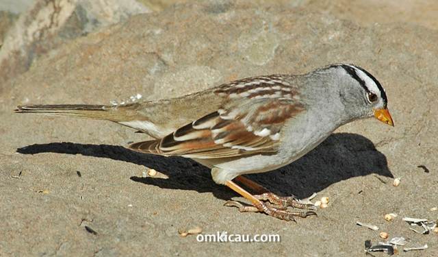 Mencegah dan mengatasi burung yang sering makan kotorannya sendiri