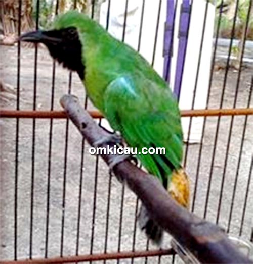 breeding cucak hijau banyuwangi