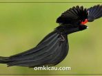 Burung long-tailed widowbird