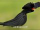 Burung long-tailed widowbird