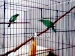 breeding cucak hijau banyuwangi