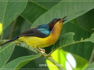 Audio kolibri muncang yang dahsyat untuk masteran dan memancing bunyi jenis burung lainnya
