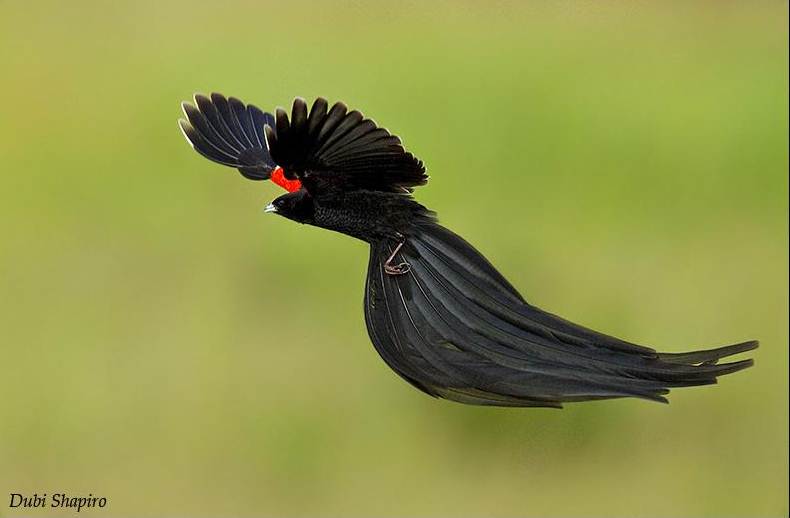 Long-tailed widowbird, ekornya panjang dengan suara kicauan yang tajam