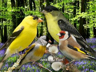 download suara burung goldfinch