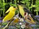 download suara burung goldfinch