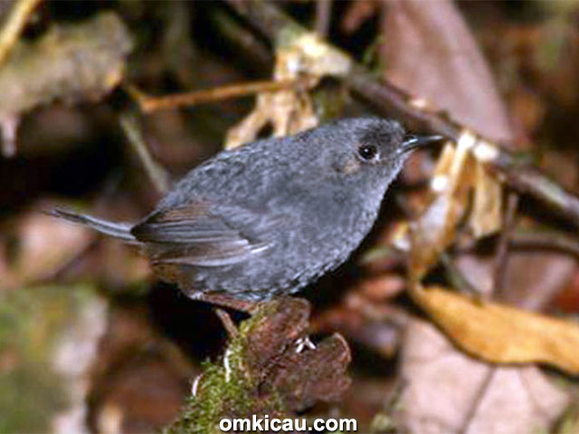 spesies burung baru - Bahian tapaculo