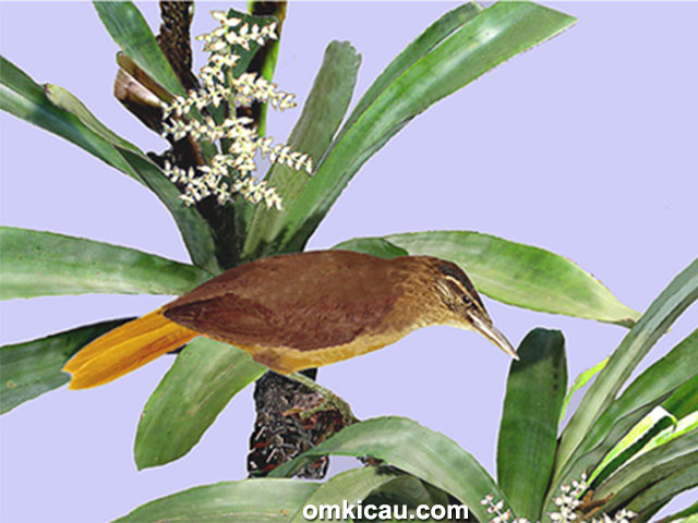 spesies burung baru - Cryptic treehunter