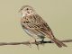 Vesper sparrow