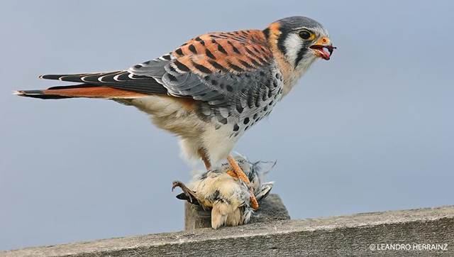 American kestrel atau sparrow hawk (Falco sparverius)