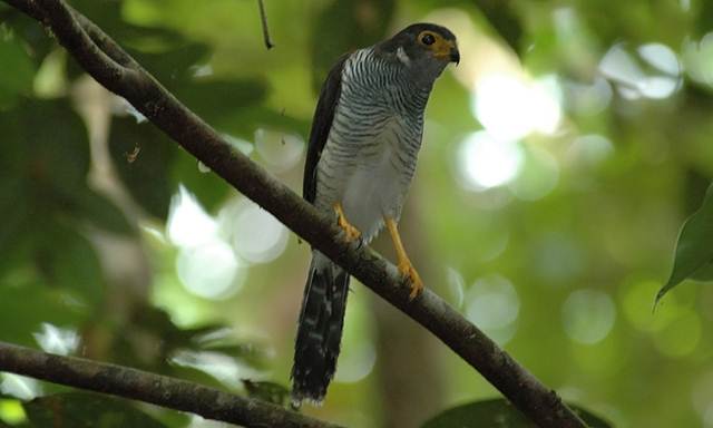 Barred forest falcon (Micrastur ruficollis)
