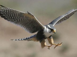 Burung alap-alap atau falcon
