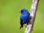 Burung indigo bunting