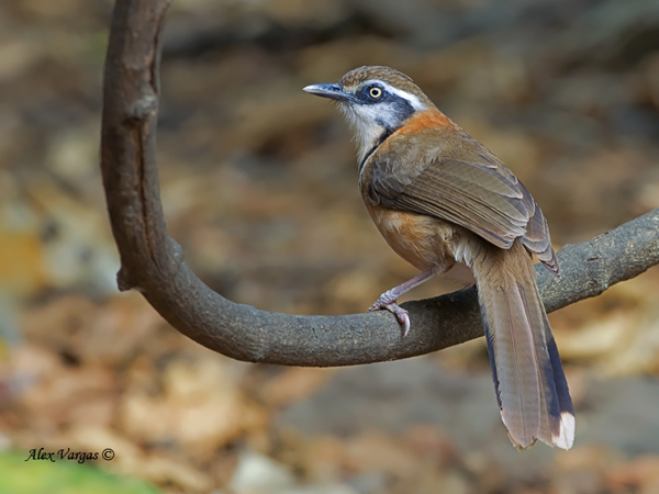 Lesser necklaced laughingthrush