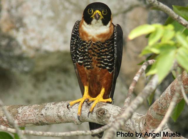 Orange-breasted falcon (Falco deiroleucus)