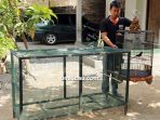Tips perawatan murai batu Caping Gunung