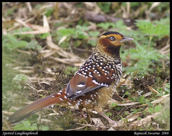 Spotted laughingthrush