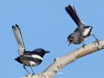 Cara mudah menjodohkan sepasang burung kacer