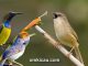 Kombinasi suara kicauan burung-burung kecil untuk masteran dan memancing bunyi