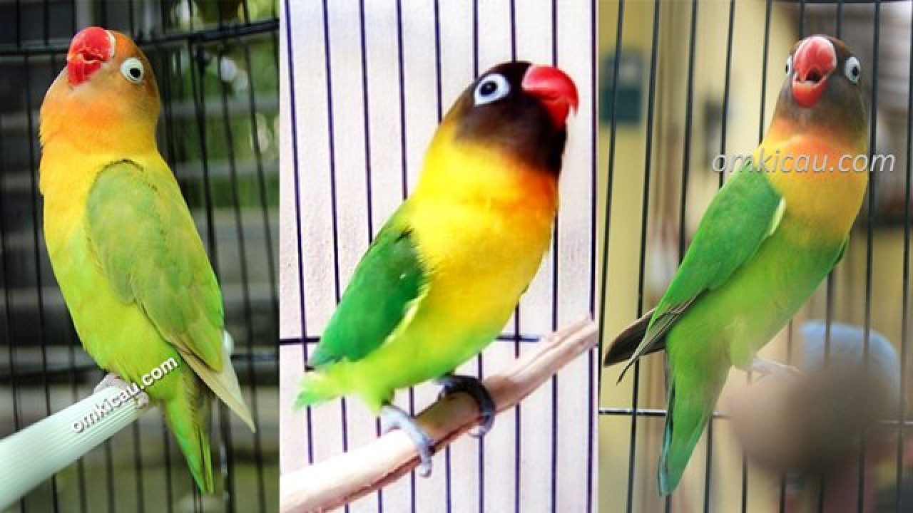 Audio masteran untuk melatih lovebird agar bisa ngekek panjang – OM KICAU
