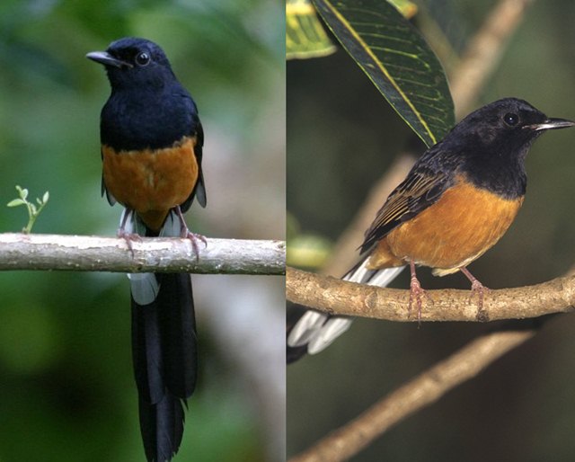 Download suara burung murai batu: Murai batu asal Sri Lanka (kiri) dan asal India