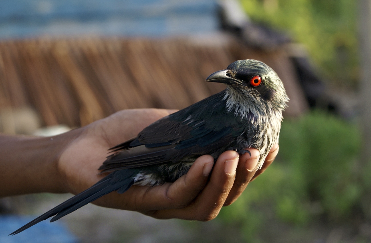 Perling Ungu Burung Metal Dari Kawasan Timur Indonesia OM KICAU