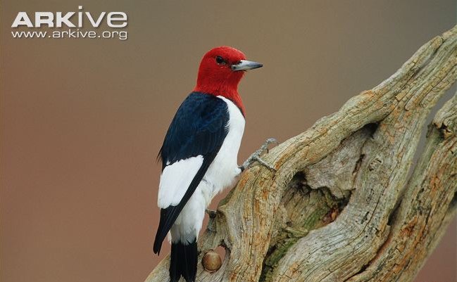 Red-headed woodpecker, burung pelatuk unik dari Amerika Utara dan Kanada