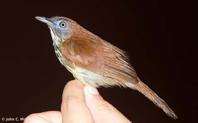 Burung ciungair coreng kalimantan