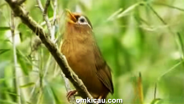 Audio kicauan burung hwamei