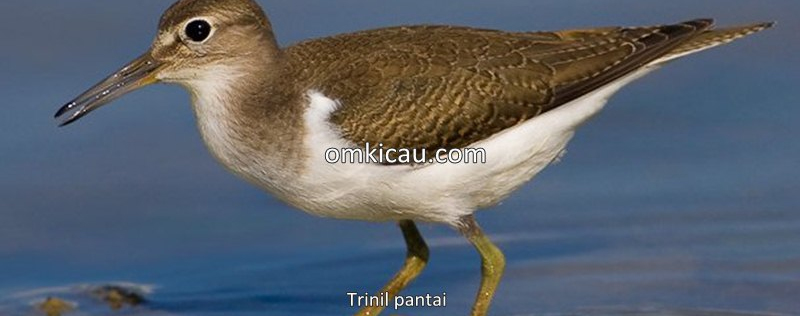 burung trinil pantai