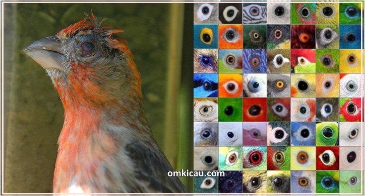 Burung peliharaan rentan alami gangguan pada matanya
