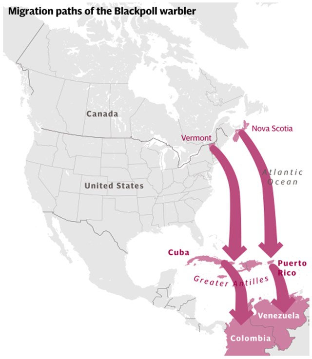 Jalur migrasi blackpolls warbler yang membuatnya harus terbang 2 - 3 hari tanpa henti