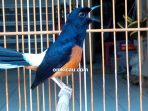 murai batu siap lomba