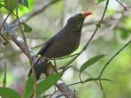Poksai kepala botak atau Bare-headed laughingthrush (Garrulax calvus)