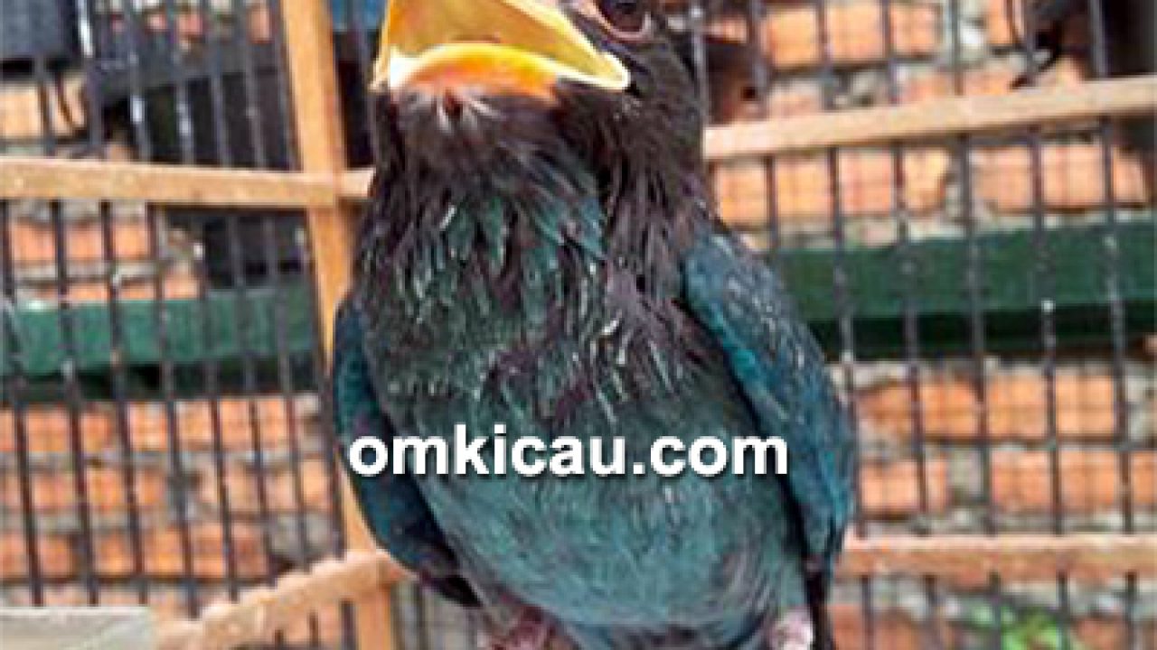 41++ Foto burung tengkek buto terupdate