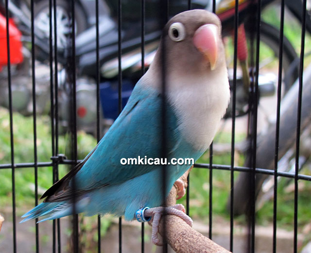 Lovebird Blue Sky