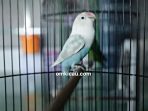 Lovebird Lorde