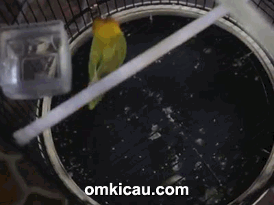 video lucu lovebird Kusumo