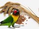 Biji gandum dan beragam manfaatnya untuk burung peliharaan