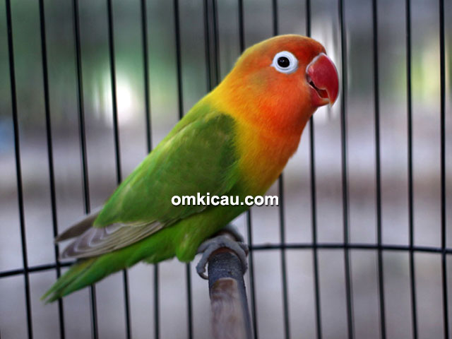 Lovebird Citra