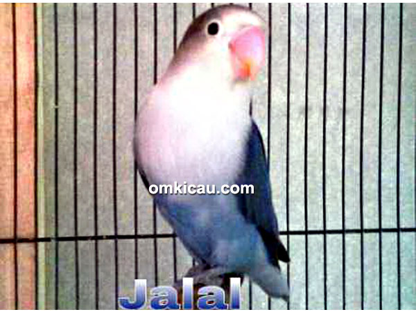 Lovebird Jalal
