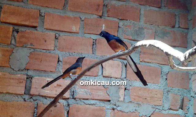 Breeding murai batu SBH Bird Farm Jambi