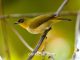 Kacamata togian burung endemik Kep. Togian, Sulawesi Tengah
