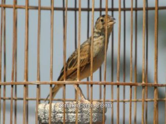 Tips dan trik mengatasi burung branjangan yang macet bunyi