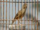 Tips dan trik mengatasi burung branjangan yang macet bunyi