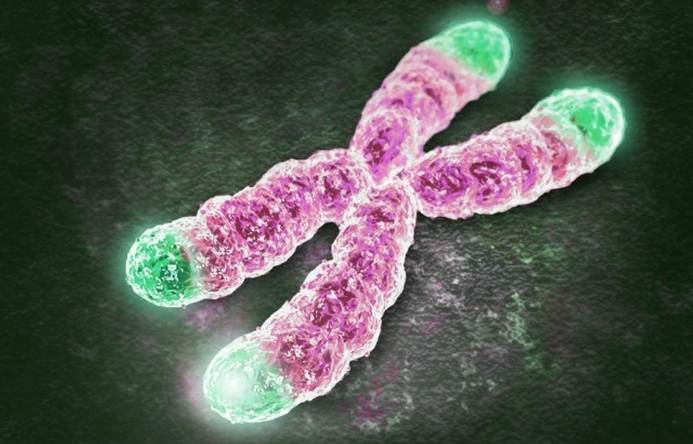 Telomere dalam kromosom, semakin pendek ukurannya semakin kecil perlindungannya terhadap kromosom