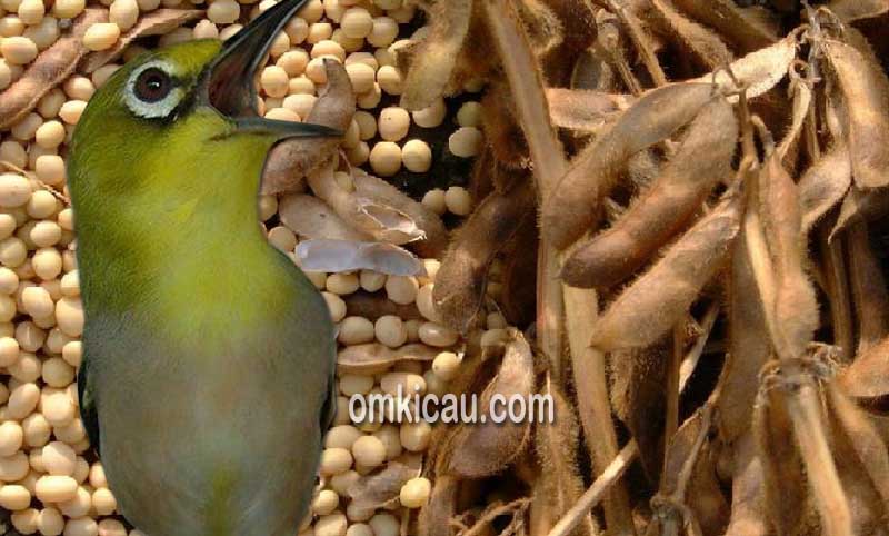 Pakan racikan berbahan dasar tepung kedelai untuk burung pleci dan lainnya