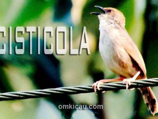 Audio lima jenis burung cisticola untuk masteran